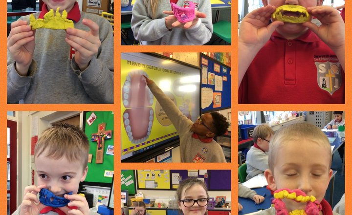 Image of Y4 - Science, Learning about Teeth.