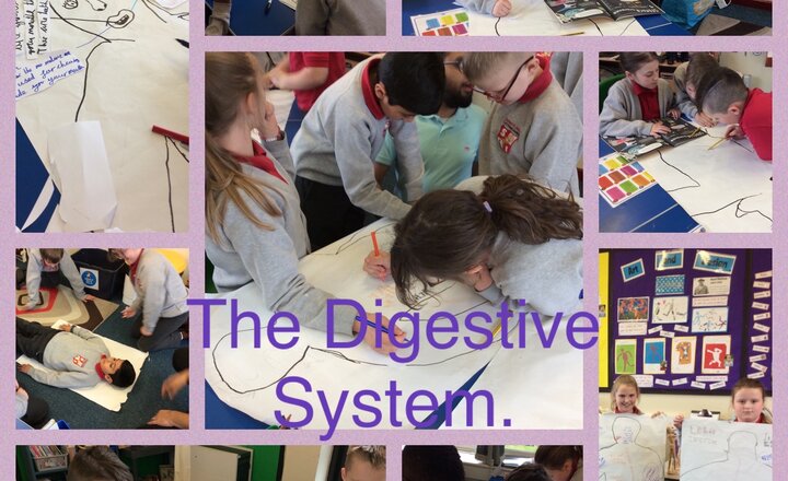 Image of Y4 Science, The Digestive System