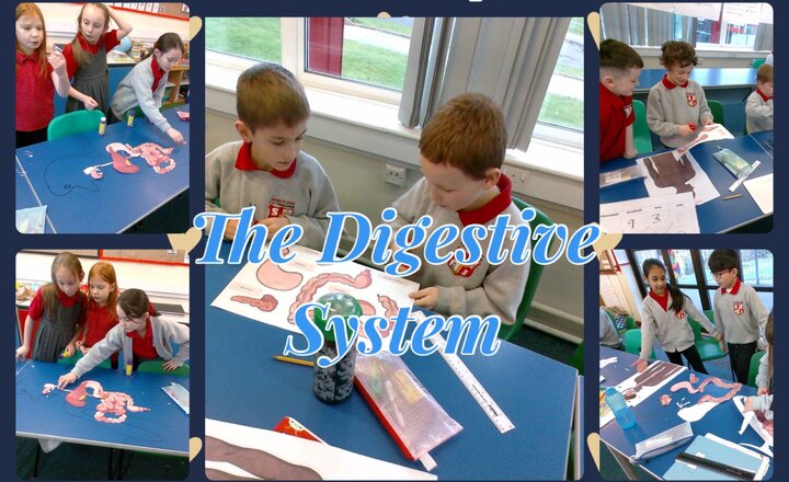 Image of Year 4 - Science - The Digestive System